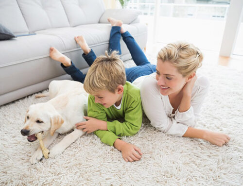 How to Clean Carpets All Year Round in Reno Nevada