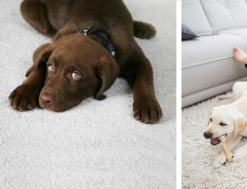 Carpet & Upholstery Treatments to Remove Pet Stains