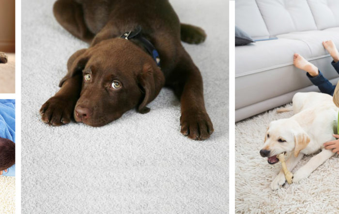 Benefits to hiring a carpet cleaner in reno nv