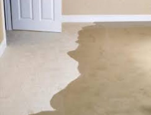 What to Do If You Have Water Damaged Carpet